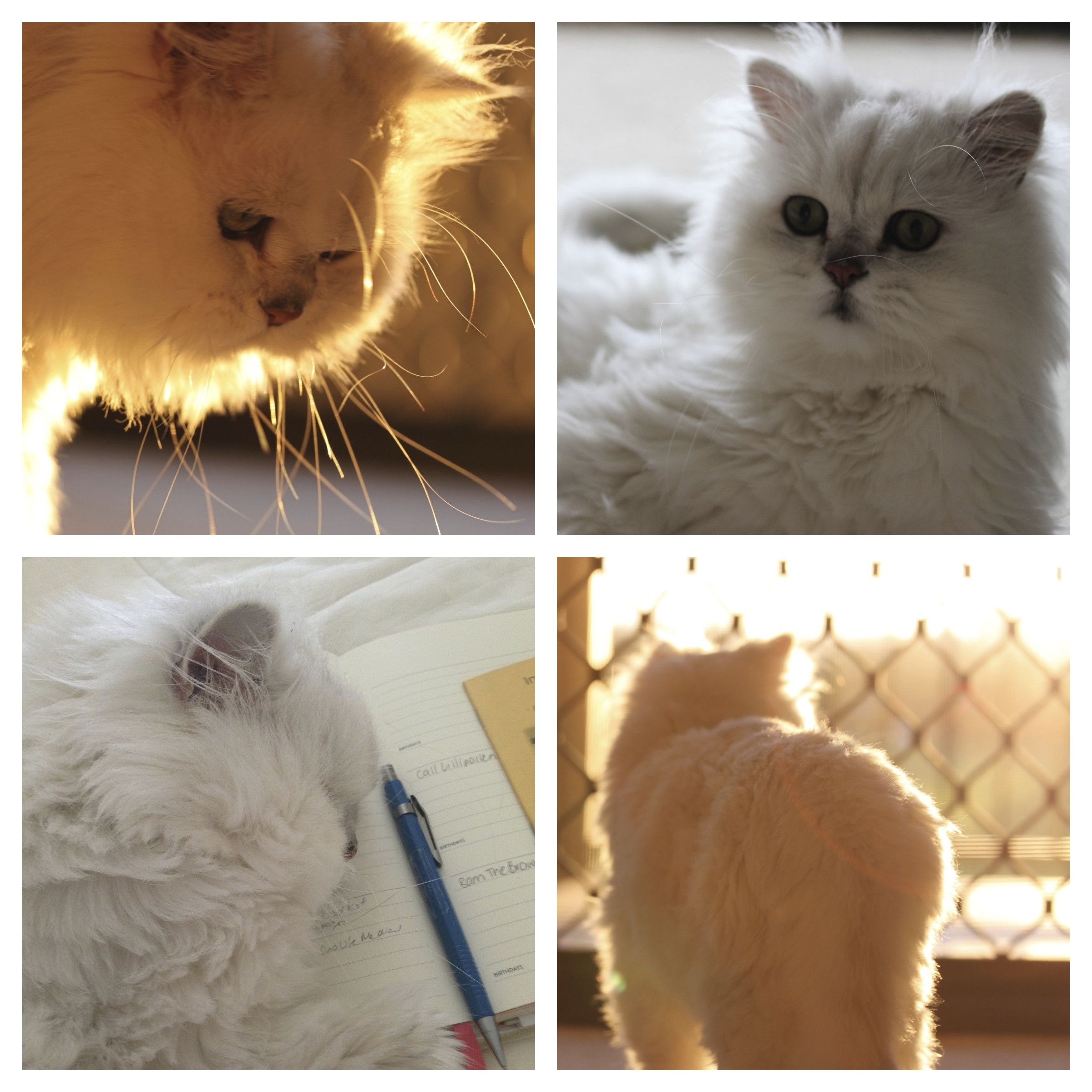 Winnie Chinchilla Persian Cat | From Shelley With Love